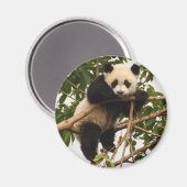 若いジャイアントパンダ マグネット (正面/裏面)
