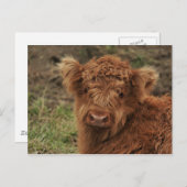 若いスコットランド高地人 ポストカード (正面/裏面)