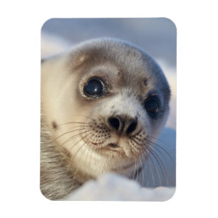 若いタテゴトアザラシ マグネット