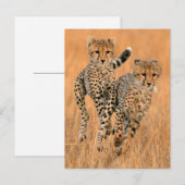 若いチエタランニングス ポストカード (正面/裏面)