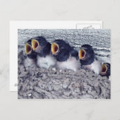 若いツバメ ポストカード (正面/裏面)