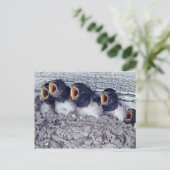 若いツバメ ポストカード (スタンド正面)