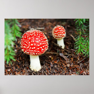 若いテングタケ属のmuscaria ポスター