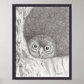 若いハイタカフクロウのプリント ポスター (正面)