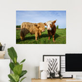 若いハイランド牛 ポスター (ホームオフィス)