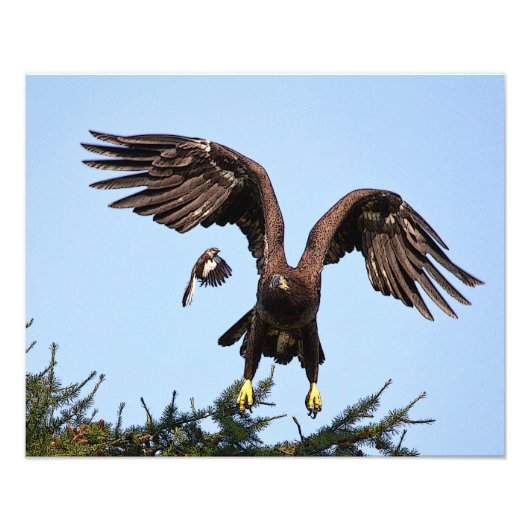 若いハクトウワシの飛び立ち フォトプリント (正面)