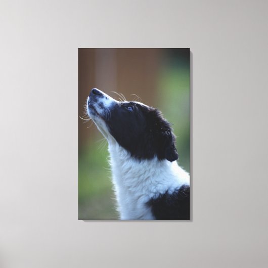 若いパップ縁どコリー キャンバスプリント (正面)