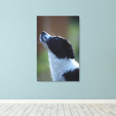 若いパップ縁どコリー キャンバスプリント (インサイチュ (ウッドフロア))