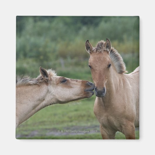若いヘンソンの馬は出会った マグネット (正面)