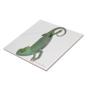 若いベールで覆われたカメレオン、Chamaeleoのcalyptratus タイル (側面)