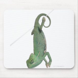 若いベールで覆われたカメレオン、Chamaeleoのcalyptratus マウスパッド