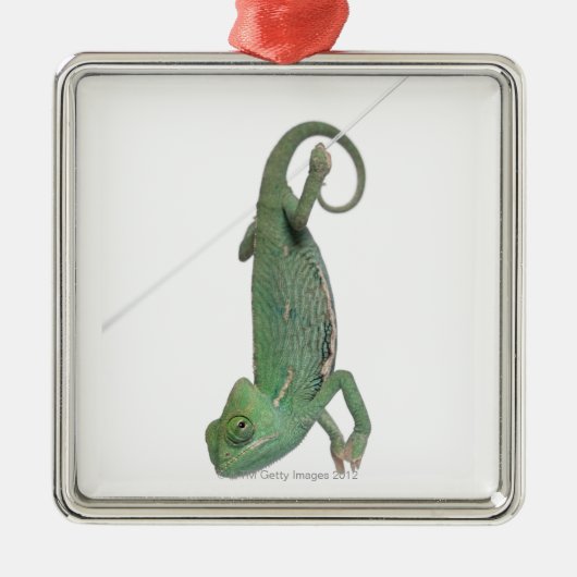 若いベールで覆われたカメレオン、Chamaeleoのcalyptratus メタルオーナメント (正面)