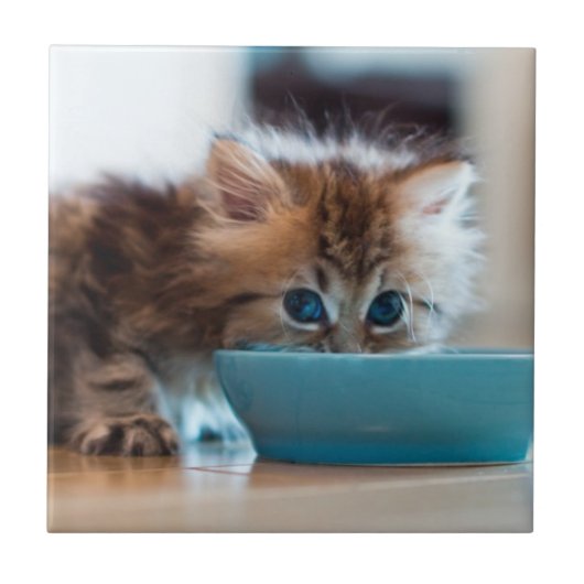 若いペルシャの子ネコ タイル (正面)