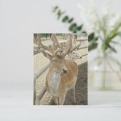 若いボロ ポストカード (スタンド正面)