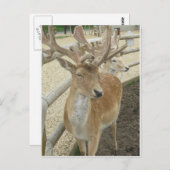 若いボロ ポストカード (正面/裏面)