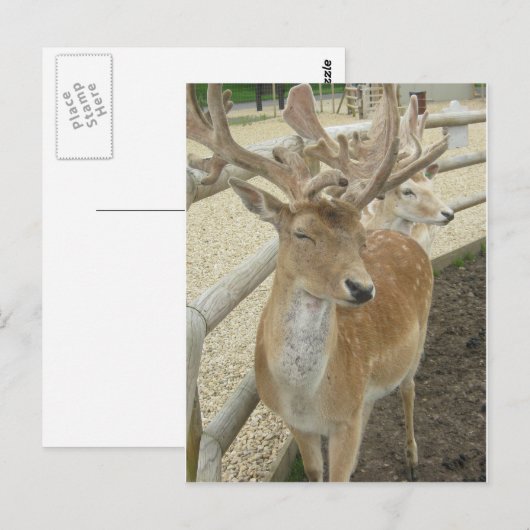 若いボロ ポストカード (正面/裏面)