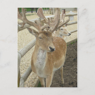 若いボロ ポストカード