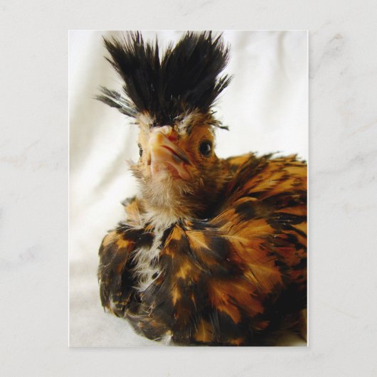 若いポーランド人 ポストカード (正面)