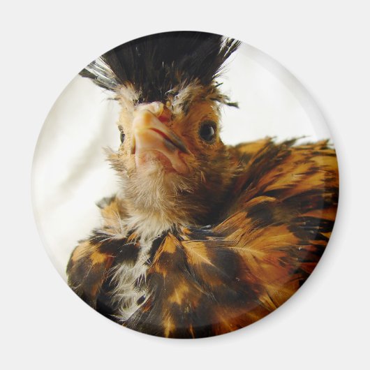 若いポーランド人 マグネット (正面)