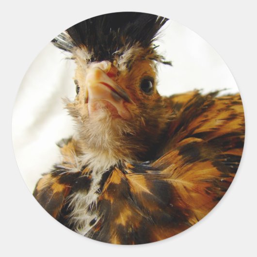 若いポーランド人 ラウンドシール (正面)