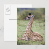 若いマサイキリン(Giraffa camelopardalis) ポストカード (正面/裏面)