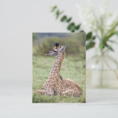 若いマサイキリン(Giraffa camelopardalis) ポストカード (スタンド正面)