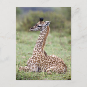 若いマサイキリン(Giraffa camelopardalis) ポストカード