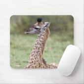 若いマサイキリン(Giraffa camelopardalis) マウスパッド (マウス)