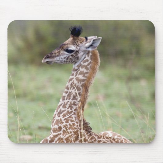 若いマサイキリン(Giraffa camelopardalis) マウスパッド (正面)