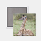 若いマサイキリン(Giraffa camelopardalis) マグネット (正面/裏面)