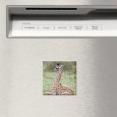 若いマサイキリン(Giraffa camelopardalis) マグネット (インサイチュ (食洗機))