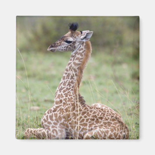 若いマサイキリン(Giraffa camelopardalis) マグネット (正面)
