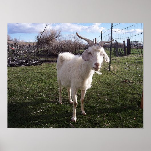 若いヤギ一頭 ポスター (正面)