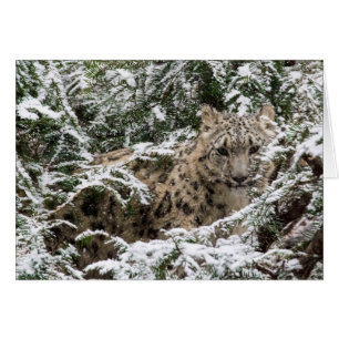 若いユキヒョウ