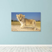 若いライオンの子のビュー（パンテラレオ）、見て キャンバスプリント (インサイチュ (ウッドフロア))