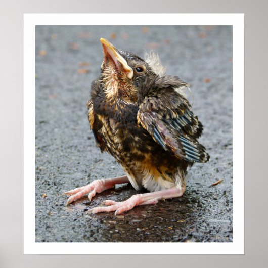 若いロビン座って ポスター (正面)