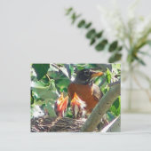 若いロビン空腹で、開いたカシ、食べ物を探して ポストカード (スタンド正面)