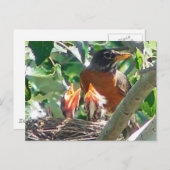 若いロビン空腹で、開いたカシ、食べ物を探して ポストカード (正面/裏面)