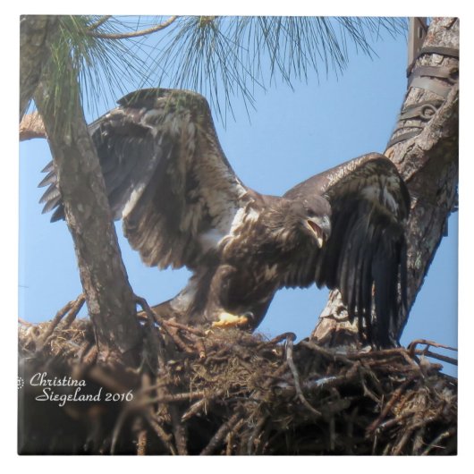 若いワシ羽ばたきスパイゲランドタイル タイル (正面)