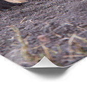 若い女性とハイエナ ポスター (コーナー)