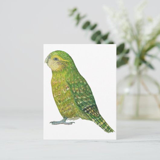 若い女性カカポ ポストカード (スタンド正面)