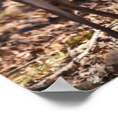 若い女性ホワイトテールディアドーのポスター ポスター (角)