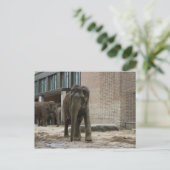 若い好奇心旺盛な象 ポストカード (スタンド正面)