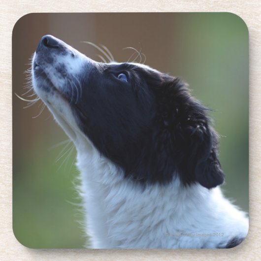若い子犬のボーダーコリー コースター (正面)
