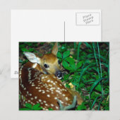 若い子鹿 ポストカード (正面/裏面)