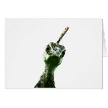 若い孔雀の頭が上を覗いて言った！