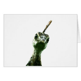 若い孔雀の頭が上を覗いて言った！