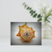 若い戦うコンク貝 ポストカード (スタンド正面)