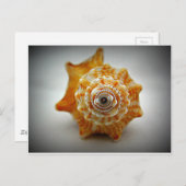 若い戦うコンク貝 ポストカード (正面/裏面)