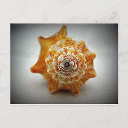 若い戦うコンク貝 ポストカード (正面)
